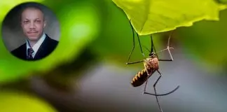 Stanley Okorie - Mosquito